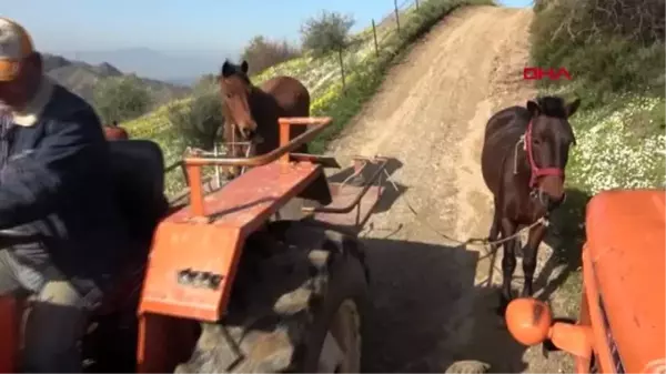 Traktörün giremediği araziler, atlarla sürülüyor