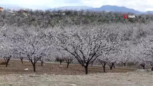 Çiçeklenen kayısı ağaçları ile Malatya beyaz gelinliğini giydi