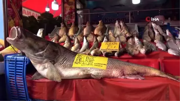 Elazığ'da son yılların en büyük turnası yakalandı: 2 metre, 138 kilo