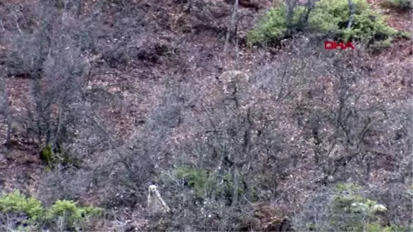 TUNCELİ Köpekler saldırınca çıktığı ağaçta mahsur kalan vaşak kurtarıldı