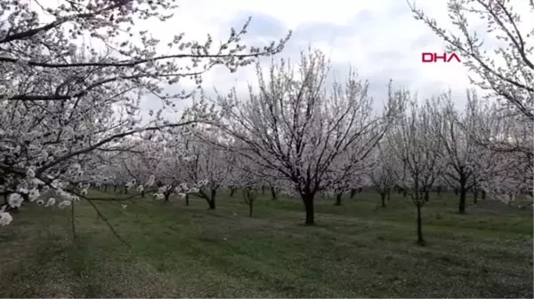 IĞDIR KAYISI üretiminde Türkiye'de ilk sıralarda yer alan Iğdır'da kayısı ağaçları çiçek açtı.