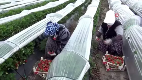 Mersin'de sağlık çalışanlarına 1 ton çilek