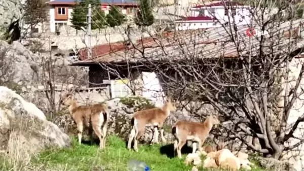 O ilçede vatandaşlar evde kaldı, yaban keçileri çatıya kadar çıktı