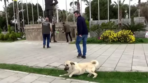 Yiyecek bulmakta zorlanan sokak hayvanlarına mama desteği