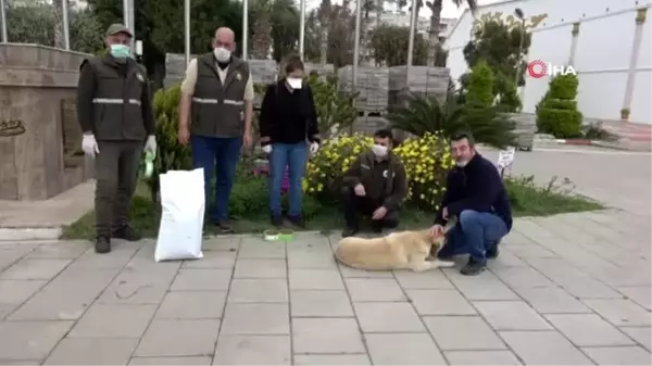 Yiyecek desteği verilen sokak köpekleri sağlık kontrolünden de geçirildi