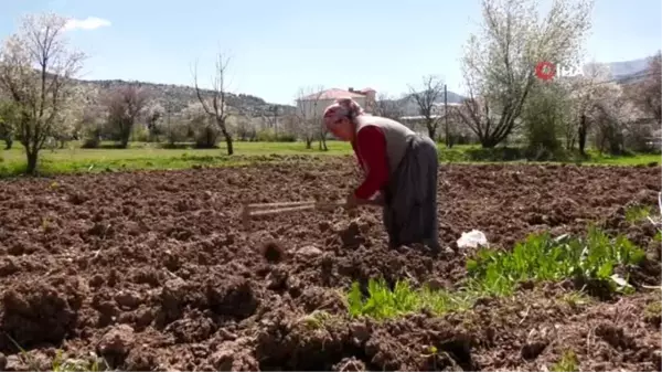 76 yaşındaki eşi korona tedbirlerinden dolayı çıkamayınca tarlasını tek başına çapalayıp, ekiyor