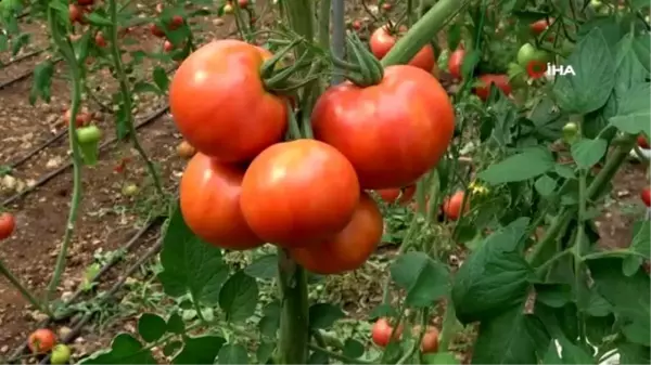 Domates üreticilerinin korona endişesi