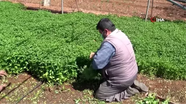 Suriye'nin sıfır noktasından tüm Türkiye'ye organik sebze gönderiliyor