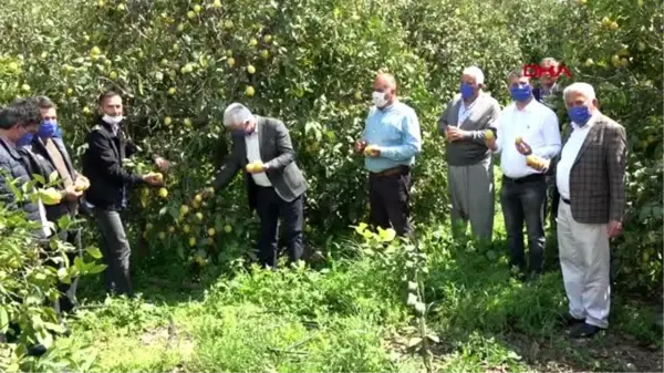 MERSİN Limon üreticileri, ihracatın başlamasını istiyor