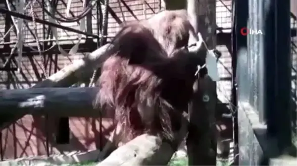 Polonya'da maske takma zorunluluğuna orangutan Raja'dan destek