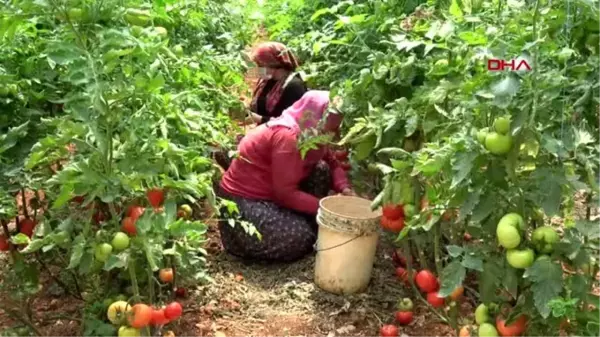 MERSİN Erdemli'de çiftçiler maske takıp çalıştı