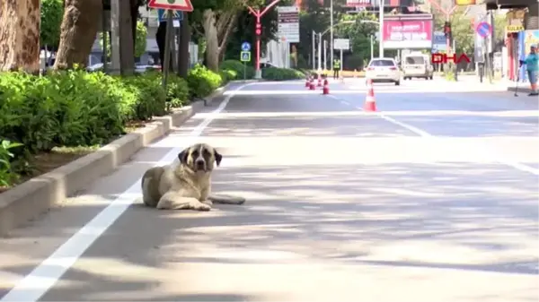 ADANA-Boş caddelerin tadını Tarçın çıkarttı