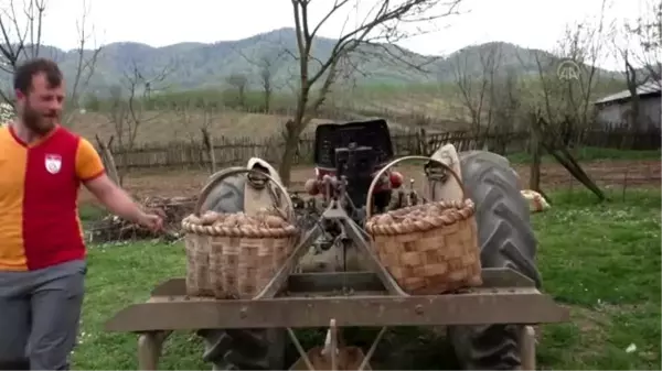 Batı Karadeniz'de patates ekimine başlandı - DÜZCE