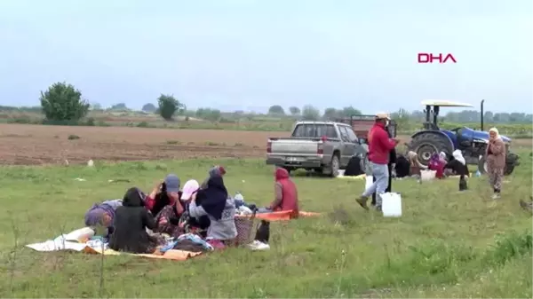 MANİSA İzinle Manisa'ya gelen mevsimlik tarım işçileri, korona tedbirleriyle tarlada