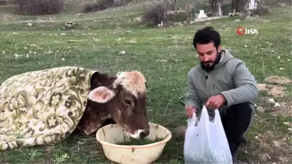 Hasta ineğin başında gece gündüz nöbet tutuyor