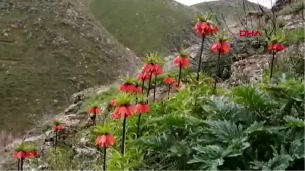 Bitlis'te, ters laleler açtı