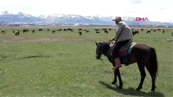 ERZURUM 'İthal çobanlar' gelemedi, besiciler sürülerinin başına geçti