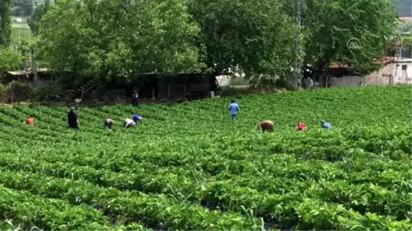 Yayladağı'nda çilek hasadı başladı