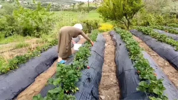 Sason'da çilek hasadı başladı