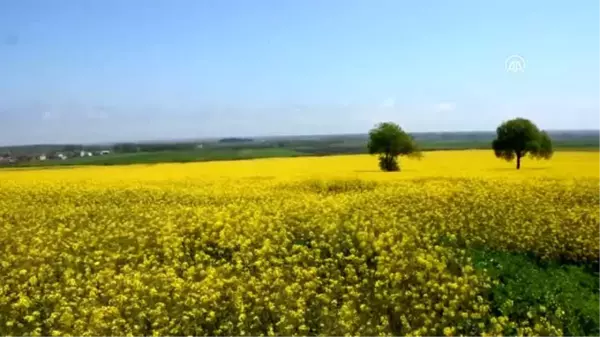 Altın sarısı kanola tarlasında piyano keyfi