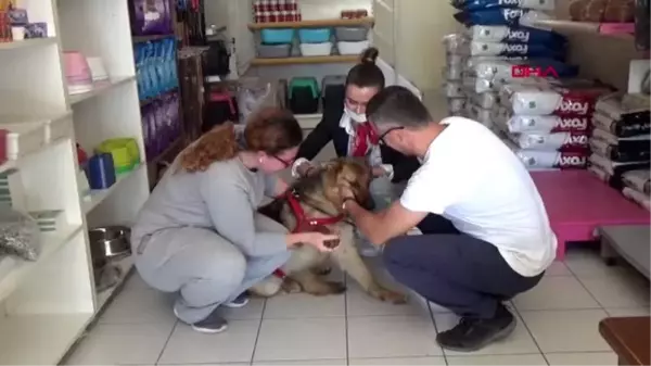 ANTALYA Kesici aletle işkence yapılan köpeği sahiplendi, 'Ailesi biz olacağız' dedi