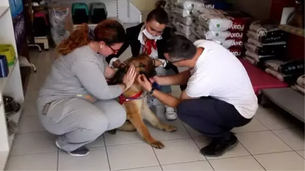 Serik'te yaralı bulunan sokak köpeği sahiplendirildi