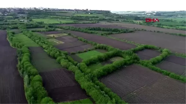 DİYARBAKIR Koronavirüs biyoçeşitliliği artırdı, yavru sayısı pik yaptı