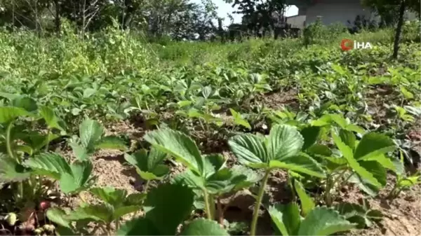 Pazara inen çilek 1 saatte tükendiKdz. Ereğli'de yerli çilek ilk meyvesini verdi