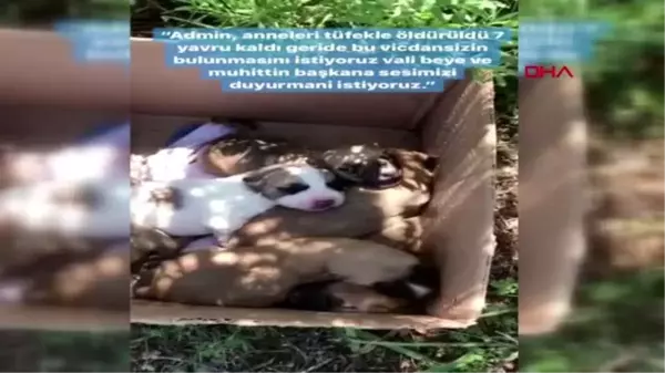 ANTALYA Anneleri öldürülen köpekleri, biberonla besleyip hayata bağladı