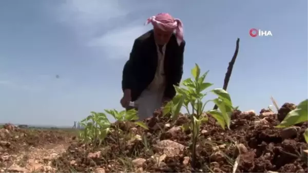 Harran Ovası'nda isot fideleri toprakla buluşuyor