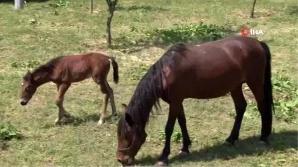 Yavru taya ismini ilçe halkı sosyal medya üzerinden koydu