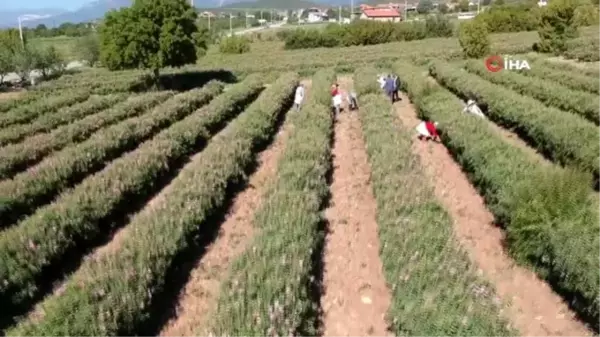 Her yıl hasat zamanı binlerce turisti ağırlayan gül bahçeleri, bu yıl Korona nedeniyle boş kaldı