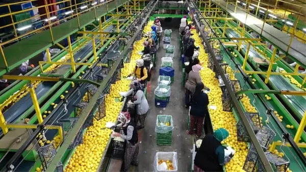 Limonda 10 bin ton ihracat izni sevindirdi