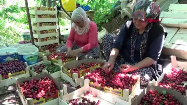 MERSİN Erdemli'de erkenci kiraz hasadı başladı