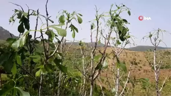 Çekirgeler şimdi de dağ köylerinde