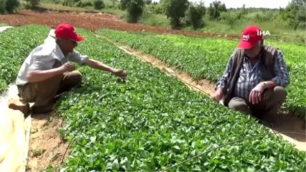 Manisa çiftçisi kapya biberine yöneldi