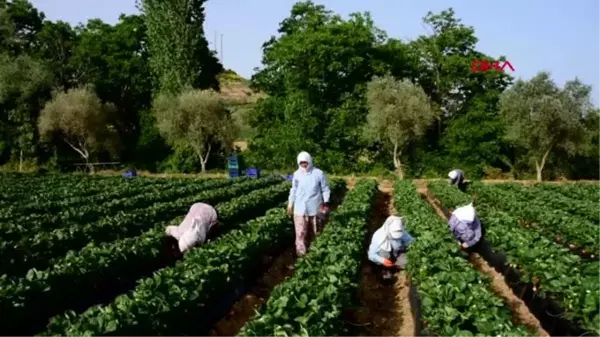 MUĞLA 'Vali Hanım Çileği' üreticinin yüzünü güldürdü