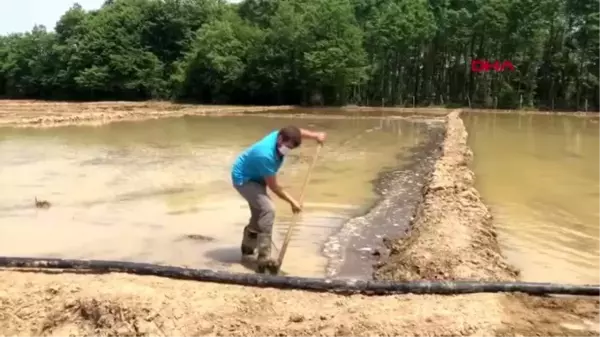 SAKARYA Kaynarca'da ilk kez pirinç ektiler