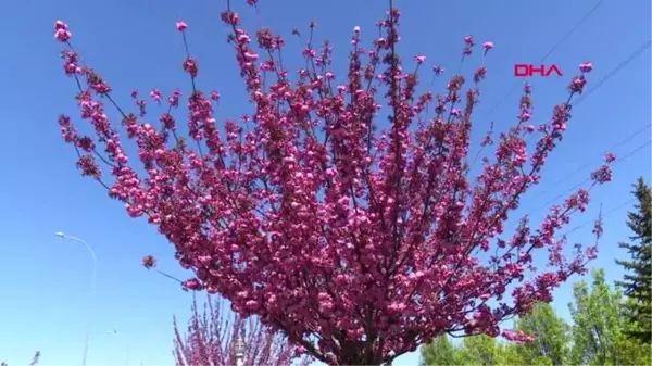 KONYA Kyoto'yla kardeş şehir olan Konya'daki parklarda yüzlerce sakura ağacı var