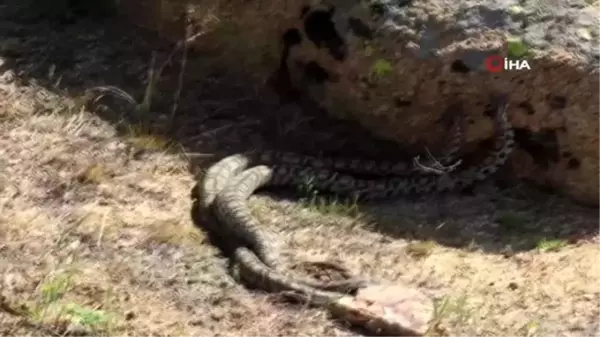 Nadir görülen yılanların dansı böyle görüntülendi