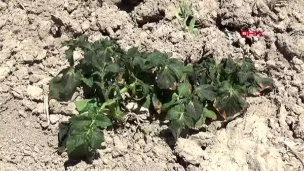 AFYON Sandıklı'da patates ve sebze fidelerini soğuk vurdu