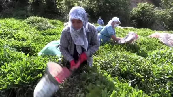 Hopa'da çay hasadı imece usulüyle yapılıyor