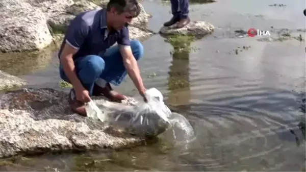 Nazik ve Aygır Gölleri'ne 70 bin yavru balık bırakıldı