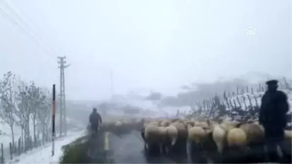 Ordu'nun yüksek kesimleri beyaza büründü