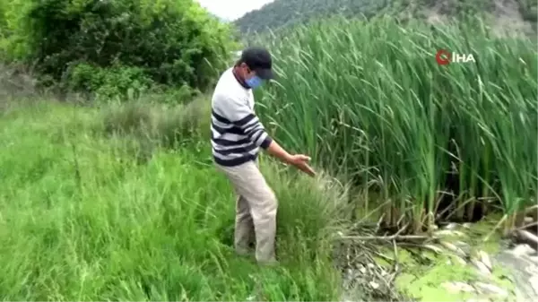 Bolu'da su kirliliği yüzlerce balığı öldürdü