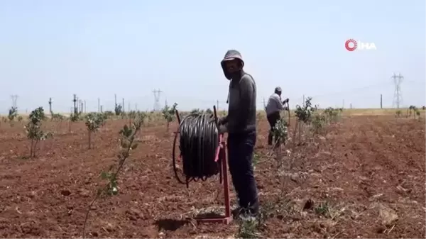 Çiftçilerin bayramı tarlada geçiyor