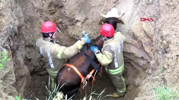 PENDİK'TE İNEK KURTARMA OPERASYONU-2