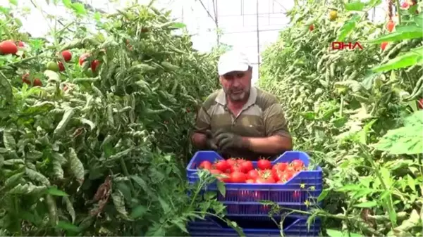 ANTALYA Çiftçi, bayramda da üretime devam etti