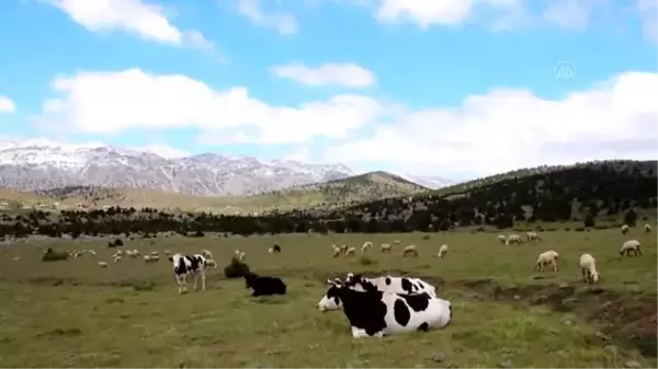 Yörüklerin yayladaki yaşam mücadelesi bayramda da sürdü