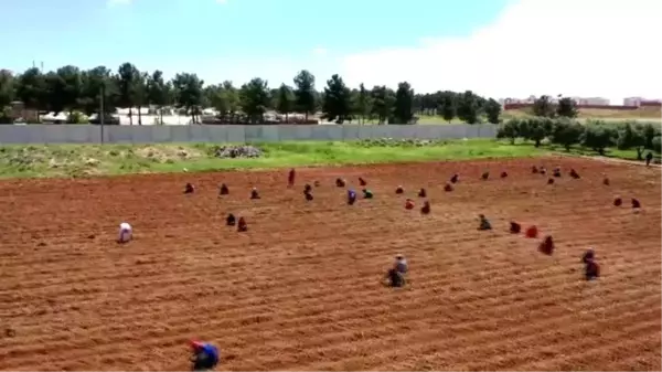 Sınır hattında yetiştirilen biberler isot olana kadar kadınlara emanet